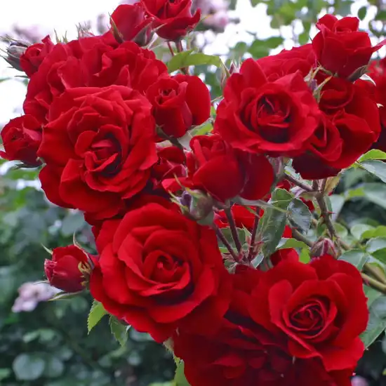 Trandafiri climber - Trandafiri - Amadeus® - 